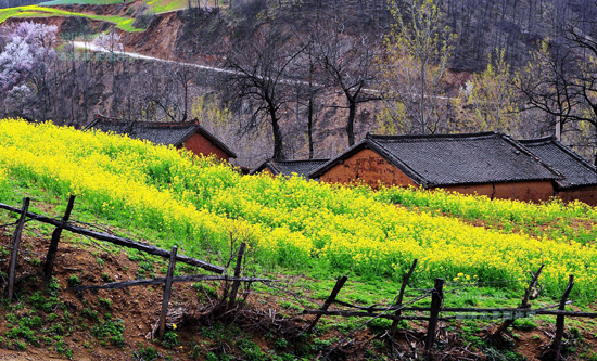 看油菜花不跑遠(yuǎn) 盤(pán)點(diǎn)專屬河南的油菜花田
