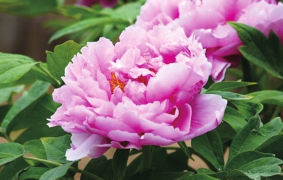 探幽峽醉牡丹風(fēng)月無(wú)邊嵖岈山