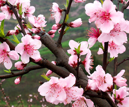 春來喜洋洋 賞花許昌城 春來喜洋洋 賞花許昌城