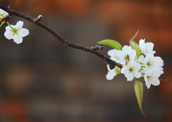 春來喜洋洋 賞花許昌城 春來喜洋洋 賞花許昌城