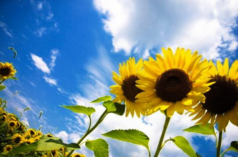 當(dāng)螢火蟲遇見(jiàn)花海四川初夏避暑地