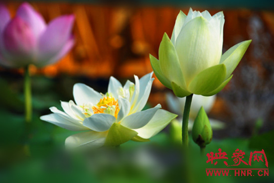 7月5日,第七屆淮陽荷花節(jié)將于7月8日正式拉開序幕。