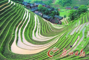 　　龍勝梯田錯落有致。