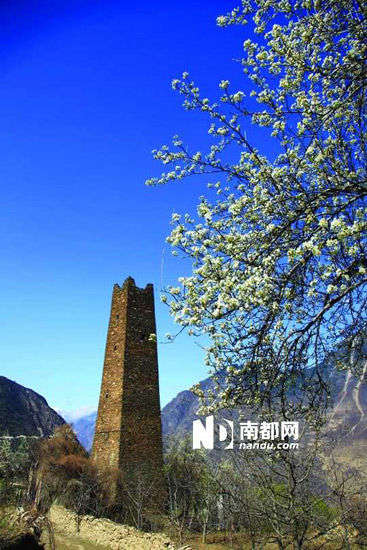 　　丹巴的碉樓與梨花互相輝映。