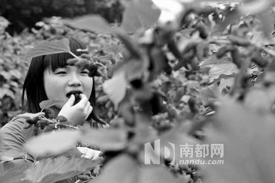 　　　　寶桑園桑葚已成熟,“五一”假期前都是吃桑葚的季節(jié)。南都記者 李向新 攝