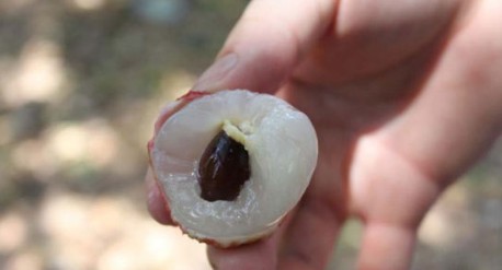 　　這就是傳說中的瓤肉瑩白如冰雪,漿液甘酸如醴酪。大家一下就摘了半筐。