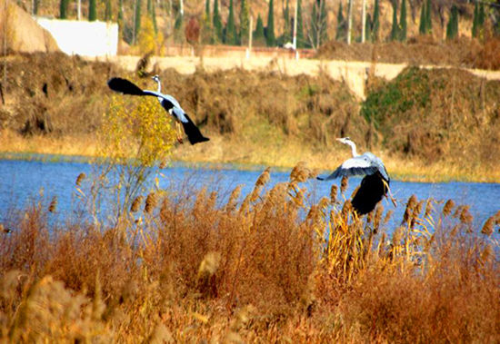 冬季觀鳥正當(dāng)時(shí):捕捉美麗 拍攝優(yōu)雅 冬季觀鳥正當(dāng)時(shí):捕捉美麗 拍攝優(yōu)雅