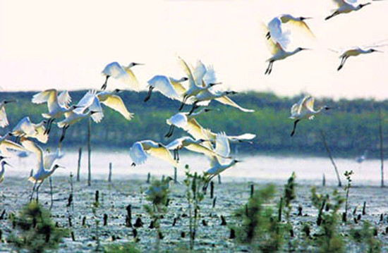 冬季觀鳥正當(dāng)時(shí):捕捉美麗 拍攝優(yōu)雅 冬季觀鳥正當(dāng)時(shí):捕捉美麗 拍攝優(yōu)雅