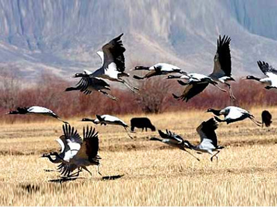 冬季觀鳥正當(dāng)時(shí):捕捉美麗 拍攝優(yōu)雅 冬季觀鳥正當(dāng)時(shí):捕捉美麗 拍攝優(yōu)雅