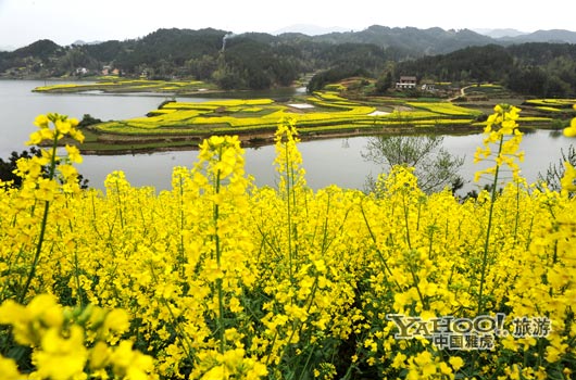 　　成片的油菜花同時開放,置身于其中,會感受到色彩給人的震撼和陶醉。(圖片來源:CFP)