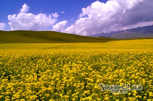 　　青海門源的油菜花景色甚為壯觀,十足的西部風味。(圖片來源:CFP)