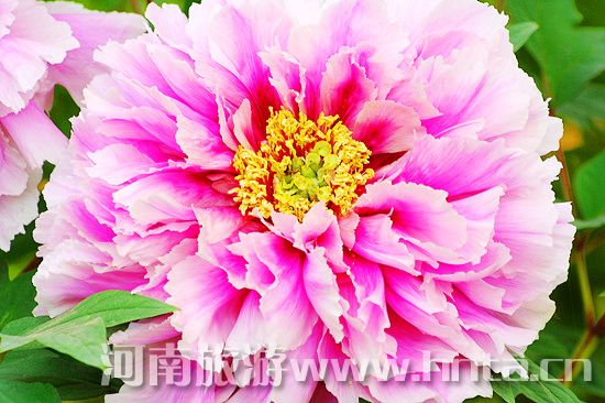 洛陽(yáng)牡丹文化節(jié)旅游全攻略 洛陽(yáng)牡丹文化節(jié)旅游全攻略