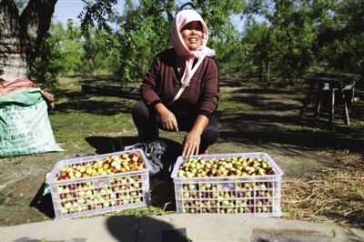 黃驊冬棗與梭子蟹齊名，但很多外地人并不知道它的好。