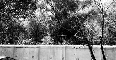 家長(zhǎng)們熱切盼望的天明路小學(xué)規(guī)劃地，就在這個(gè)郁郁蔥蔥的院里