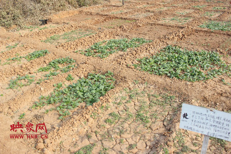 開(kāi)心農(nóng)場(chǎng)哦，你可以再這兒包地，無(wú)毒無(wú)公害綠色產(chǎn)品