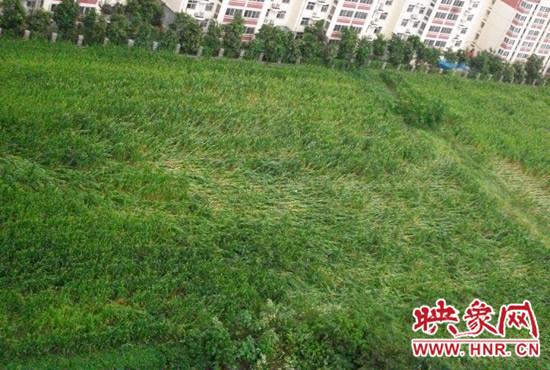據(jù)映象網(wǎng)網(wǎng)友趙冠召反映，8月7日下午鄭州高新技術(shù)開發(fā)區(qū)突降暴雨冰雹，致使附近農(nóng)田近三分之一玉米倒伏