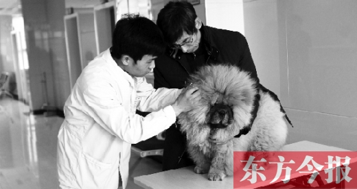 在一家大型寵物醫(yī)院里，生病的狗狗正在接受治療