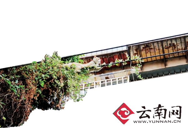 小貓下樹，但小貓就是不下來，反而爬到了一根緊貼著樹的電線上。