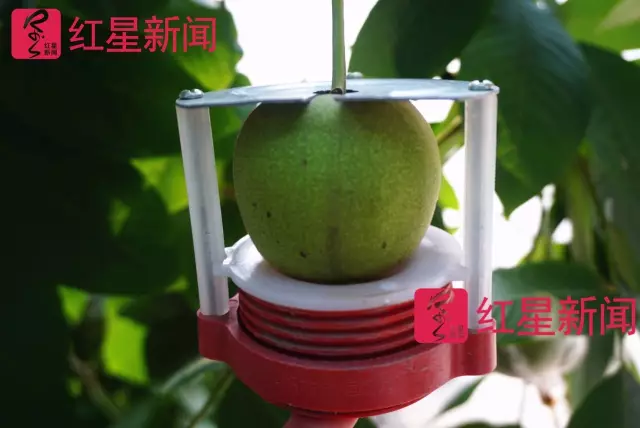 文玩核桃遇冷由幾萬一對降到5元沒人要？商戶否認