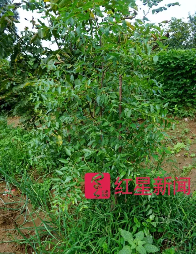 文玩核桃遇冷由幾萬一對降到5元沒人要？商戶否認