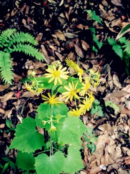 不僅有樹，還有美麗的小花花！