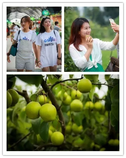 美女與香梨，你更愛哪一個？！