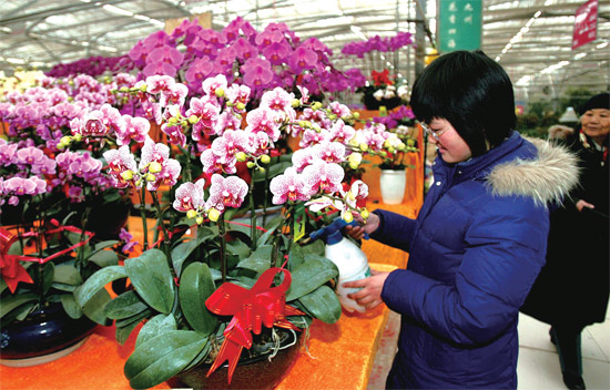 春節(jié)即將來臨，蝴蝶蘭依舊是節(jié)日花卉市場上最吸引眼球的品種，但銷量沒有去年同期好