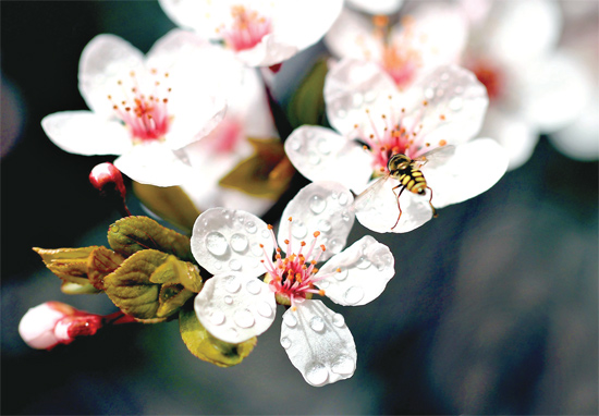 山杏報春，蜜蜂出動