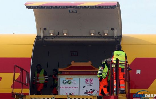 大熊貓“好好”抵達(dá)布魯薩爾國際機場。記者 付敬 攝