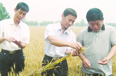 眾麥1號(hào)畝產(chǎn)或超600公斤