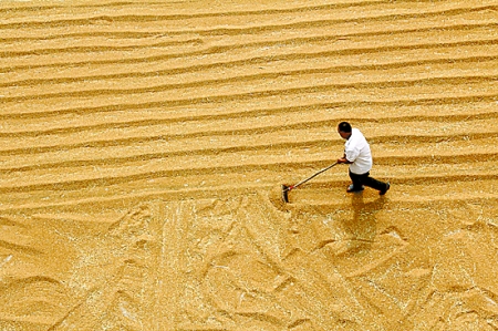 6月7日，內(nèi)黃縣城關(guān)鎮(zhèn)農(nóng)民在晾曬小麥。
