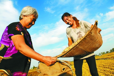 8月24日，內(nèi)黃縣城關(guān)鎮(zhèn)農(nóng)民在收獲早熟花生。