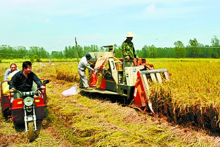 8月25日，農(nóng)機手在固始縣泉河鄉(xiāng)王樓村稻田里開始機收水稻。