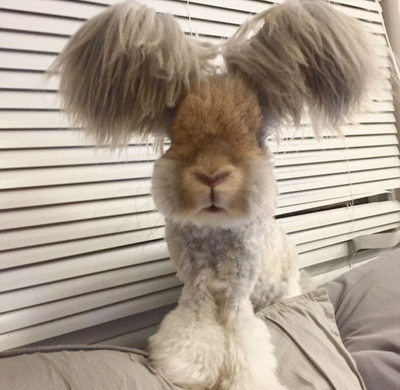 美國(guó)小兔可愛招風(fēng)耳走紅網(wǎng)絡(luò) 美國(guó)小兔可愛招風(fēng)耳走紅網(wǎng)絡(luò)