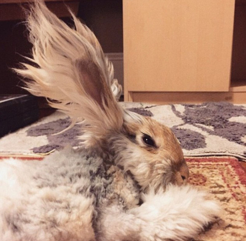 美國(guó)小兔可愛招風(fēng)耳走紅網(wǎng)絡(luò) 美國(guó)小兔可愛招風(fēng)耳走紅網(wǎng)絡(luò)