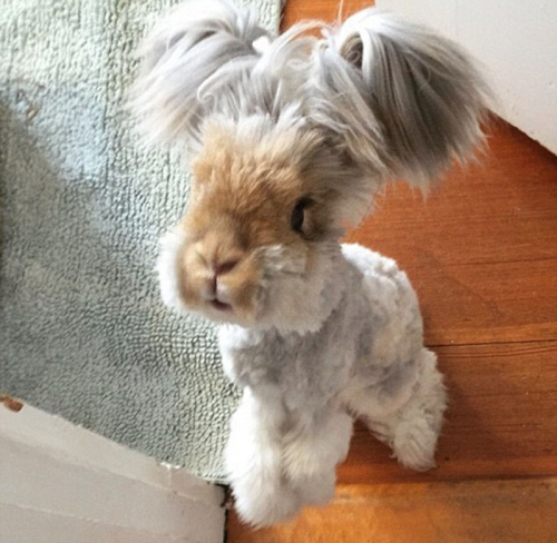 美國(guó)小兔可愛招風(fēng)耳走紅網(wǎng)絡(luò) 美國(guó)小兔可愛招風(fēng)耳走紅網(wǎng)絡(luò)