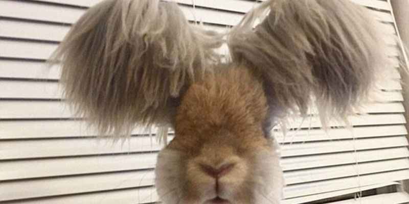 美國(guó)小兔可愛招風(fēng)耳走紅網(wǎng)絡(luò) 美國(guó)小兔可愛招風(fēng)耳走紅網(wǎng)絡(luò)