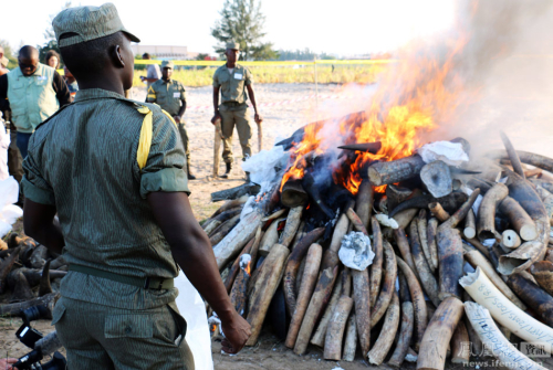 需要燒24小時(shí)才能燒完的象牙