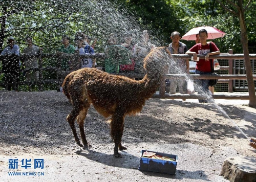 重慶發(fā)布高溫預(yù)警 動(dòng)物享受