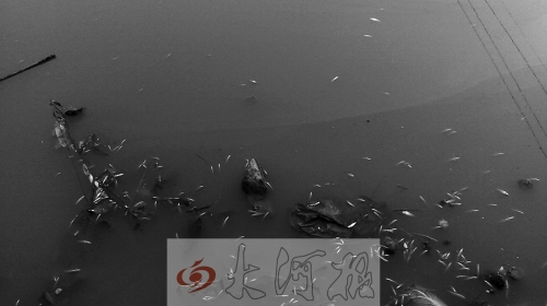 　硝河岸邊漂著不少死魚(yú)