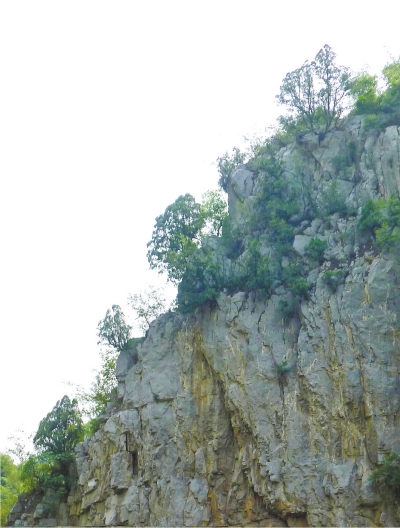 南太行山崖長的只是側(cè)柏,不是崖柏。