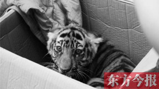 三門峽6人團(tuán)伙集資25萬(wàn)網(wǎng)購(gòu)孟加拉幼虎被抓獲