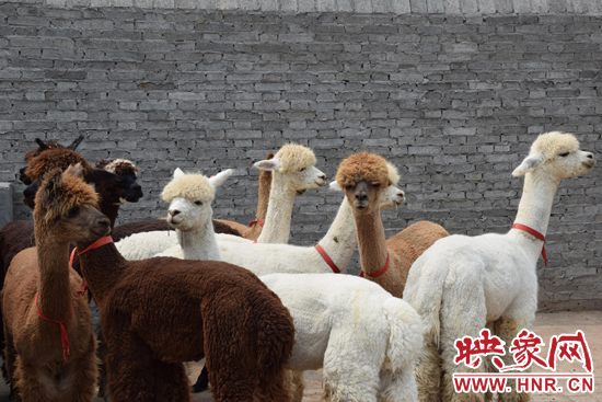 今年11月-12月,我省將再從智利引進(jìn)210只羊駝。