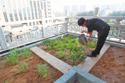 鄭州某酒店在樓頂打造的菜園子，服務(wù)員正在澆水。