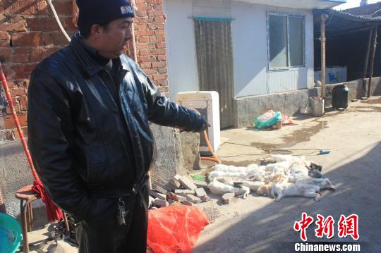 圖為家禽收購點(diǎn)的陳姓工作人員介紹，是這些愛狗人士的封堵讓這些兔子無辜死去。　馬義恒　攝