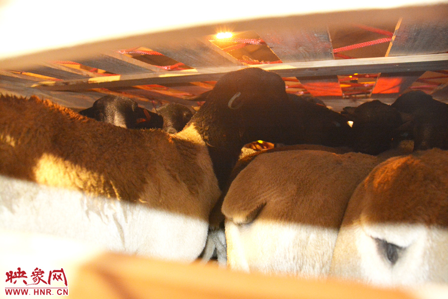 千只澳大利亞種羊“打飛的”落戶河南 創(chuàng)國(guó)內(nèi)多個(gè)第一