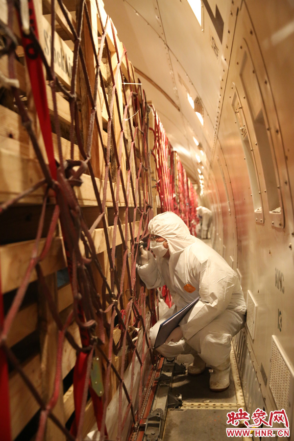 千只澳大利亞種羊“打飛的”落戶河南 創(chuàng)國(guó)內(nèi)多個(gè)第一