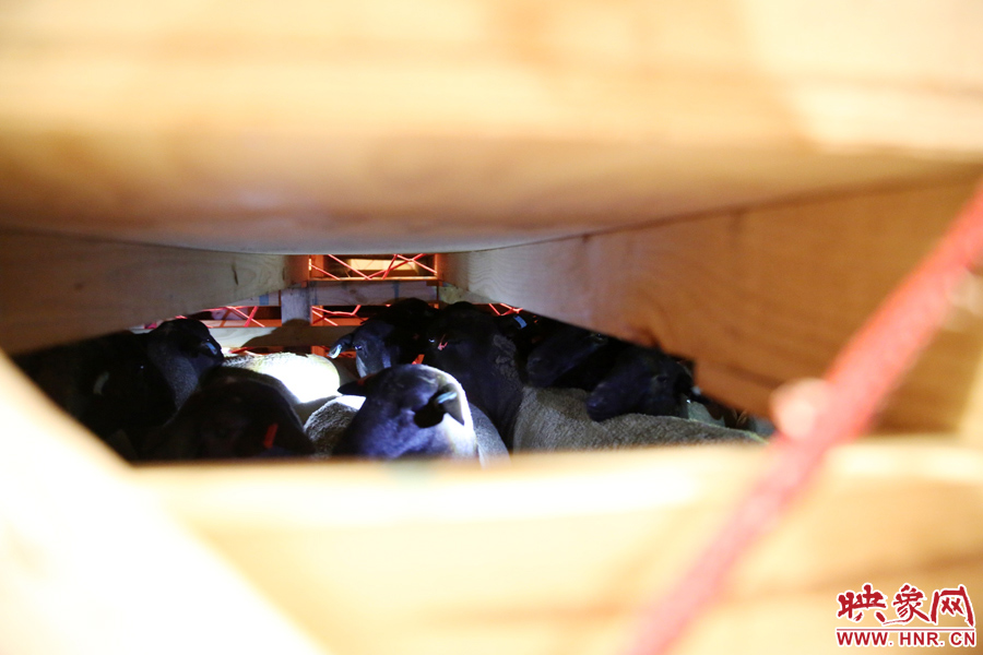 千只澳大利亞種羊“打飛的”落戶河南 創(chuàng)國(guó)內(nèi)多個(gè)第一