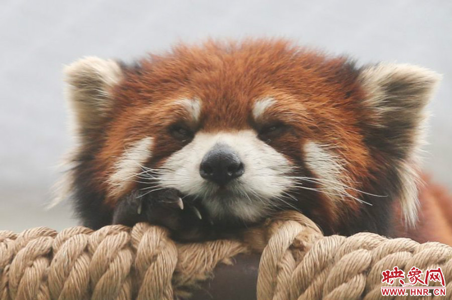 小熊貓在世界各動物園中是相當(dāng)受歡迎的動物。