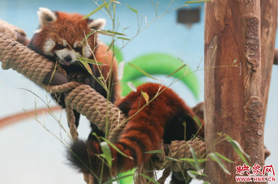 憨態(tài)可掬的小熊貓備受小朋友們的喜愛。